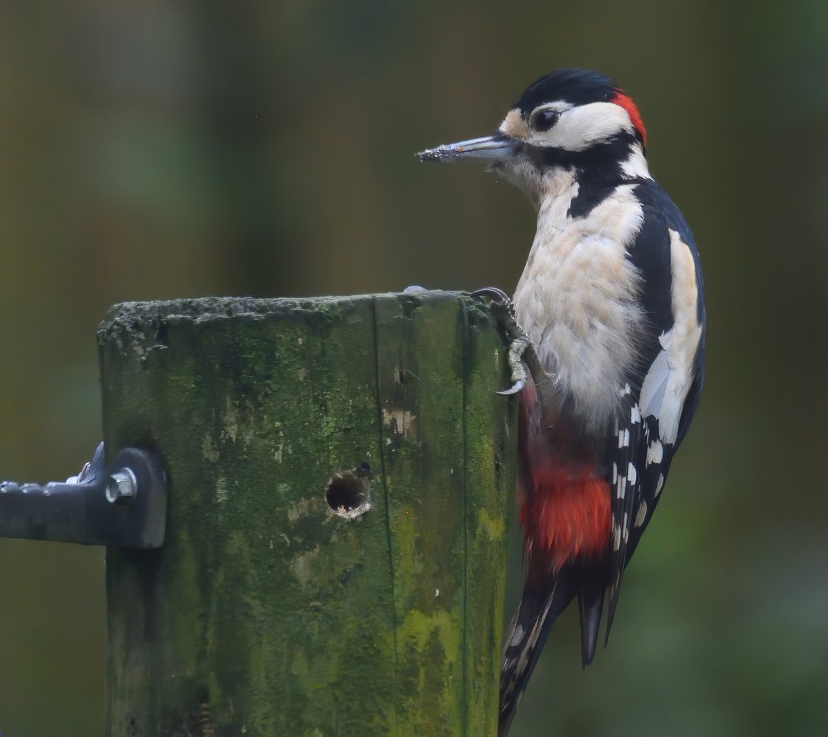 Andrew Malcolm tweet media