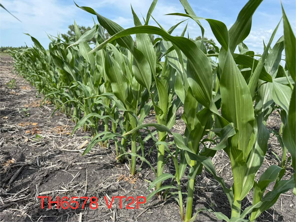 David Chappellaz (@cndaggie) on Twitter photo <a href="/thunder_seed/">Thunder Seed</a> TH6578 VT2P is really soaking in the sun. This hybrid has a shorter stature making it ideal for those areas that struggle with stover management. Call your local retail or Thunder Seed team member to take a look. <a href="/renatejochum/">Renate</a> <a href="/Jebber11/">Jesse Bernard</a> <a href="/WendyMajor10/">Wendy Major</a> <a href="/Nicole_L_O/">Nicole</a> <a href="/thunder_seed/">Thunder Seed</a> TH6578 VT2P is really soaking in the sun. This hybrid has a shorter stature making it ideal for those areas that struggle with stover management. Call your local retail or Thunder Seed team member to take a look. <a href="/renatejochum/">Renate</a> <a href="/Jebber11/">Jesse Bernard</a> <a href="/WendyMajor10/">Wendy Major</a> <a href="/Nicole_L_O/">Nicole</a>