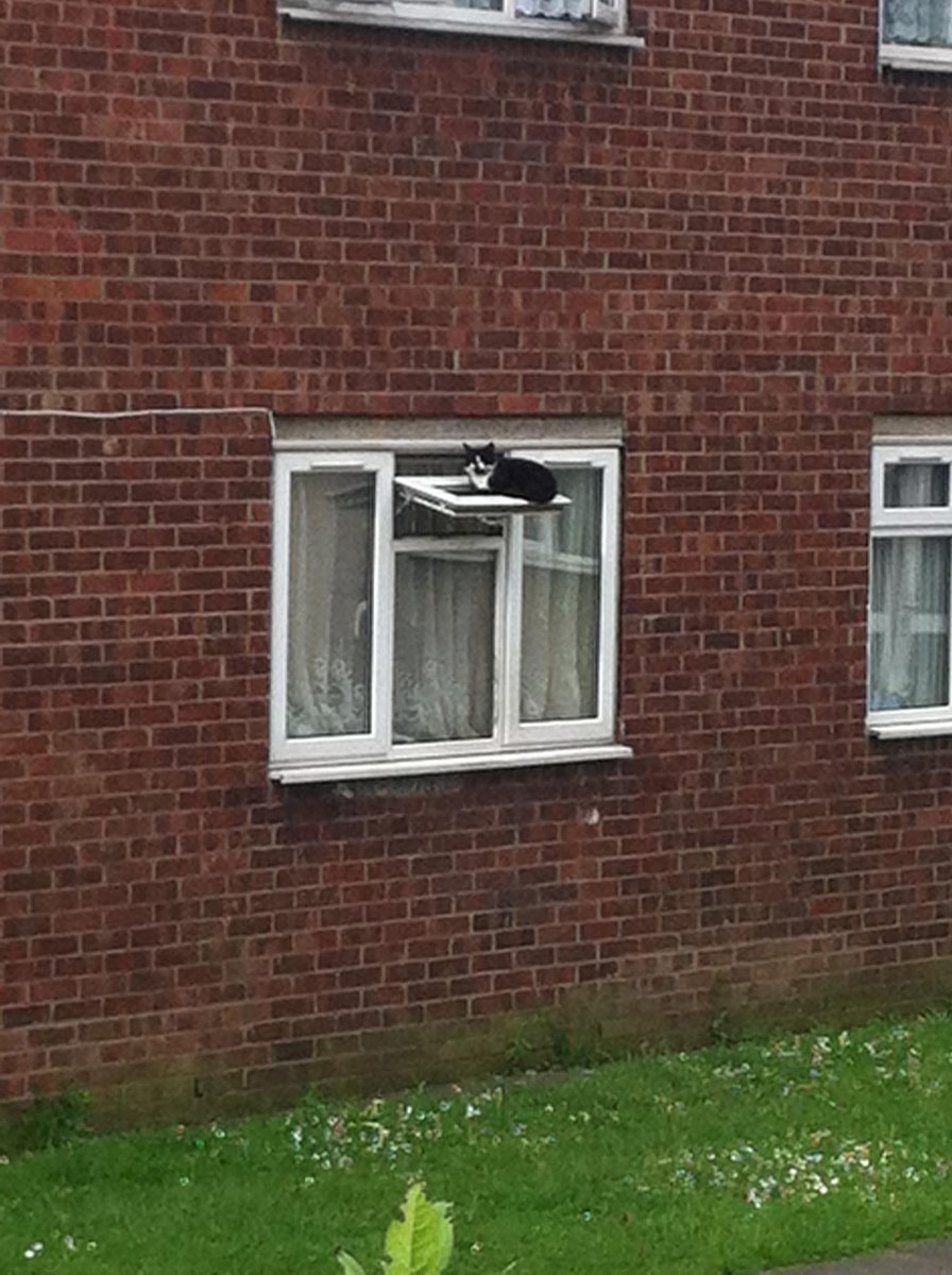 JamieKnapp117's tweet photo. This still baffles me. How did he get up there? https://t.co/r7rfzNX4x7