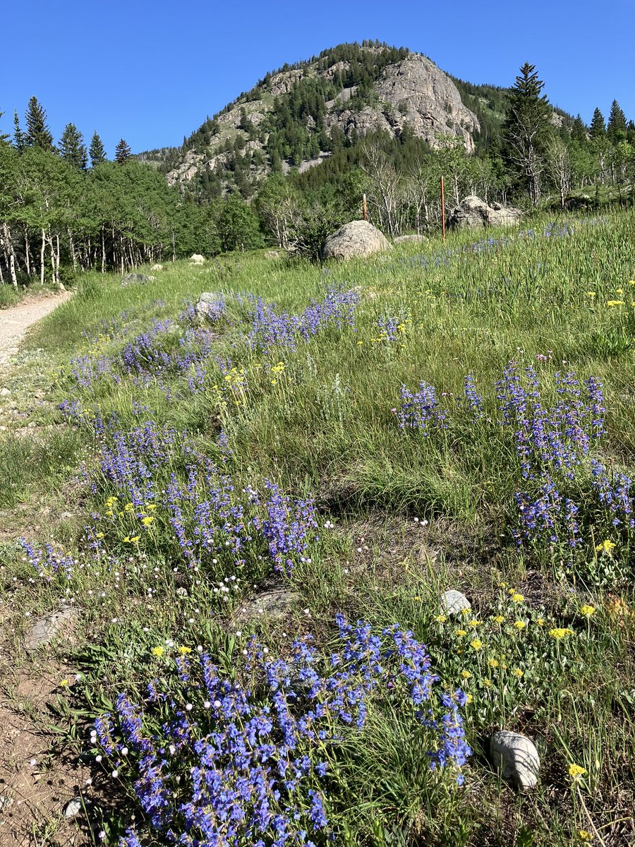 Wildflowers are blooming up at Hessie, and parking is full by 9:00 AM on weekdays. Prepare for a beautiful—and busy—weekend. Our shuttle is running today from 6am to 6 pm today, tomorrow, and Sunday. 🚐🌸🌻