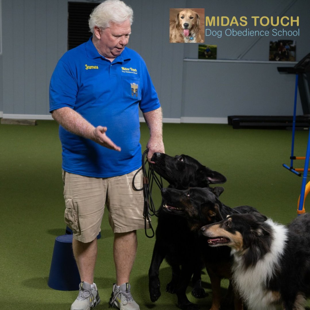 MidasDogTrain's tweet image. 🐾 How a Childhood Dream Became Kansas City’s Go-To Dog Training Service 🐾

📖 Tap the link to read his full story and see what sets Midas Touch apart:
🔗 1l.ink/KNDGQ8D

#DogTrainingKC #MidasTouchDogs #DogBehaviorHelp #ObedienceTraining #KansasCityPets
