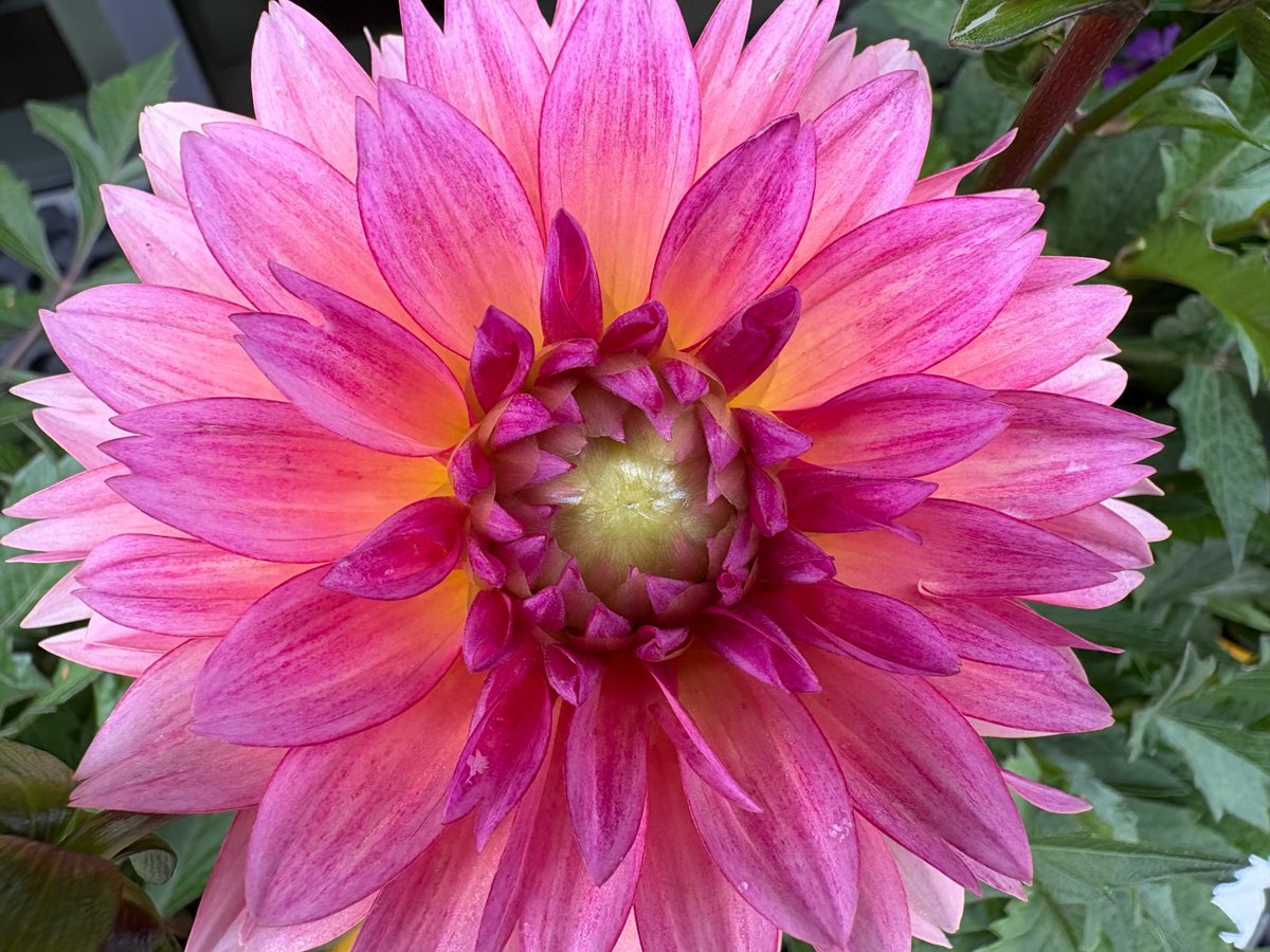 Take the time to smell the flowers. Or freeze them in pixels before time takes its toll.

Like all life, they’re strictly temporary, and it’s on us to appreciate them while they’re here.

Today it’s a flower. Next time, maybe something else.

#ldnont #canada #stilllife #dahlia