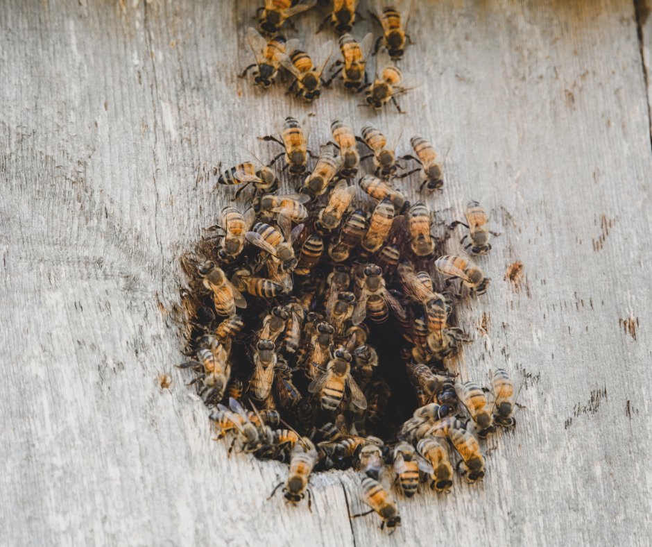 🌀 #DYK severe weather events often displace bees from their hives?

🐝 If you spot any swarms on your property, FDACS maintains a directory of registered beekeepers &amp; certified pest control operators that specialize in bee removal and eradication – bit.ly/HBRemovalList