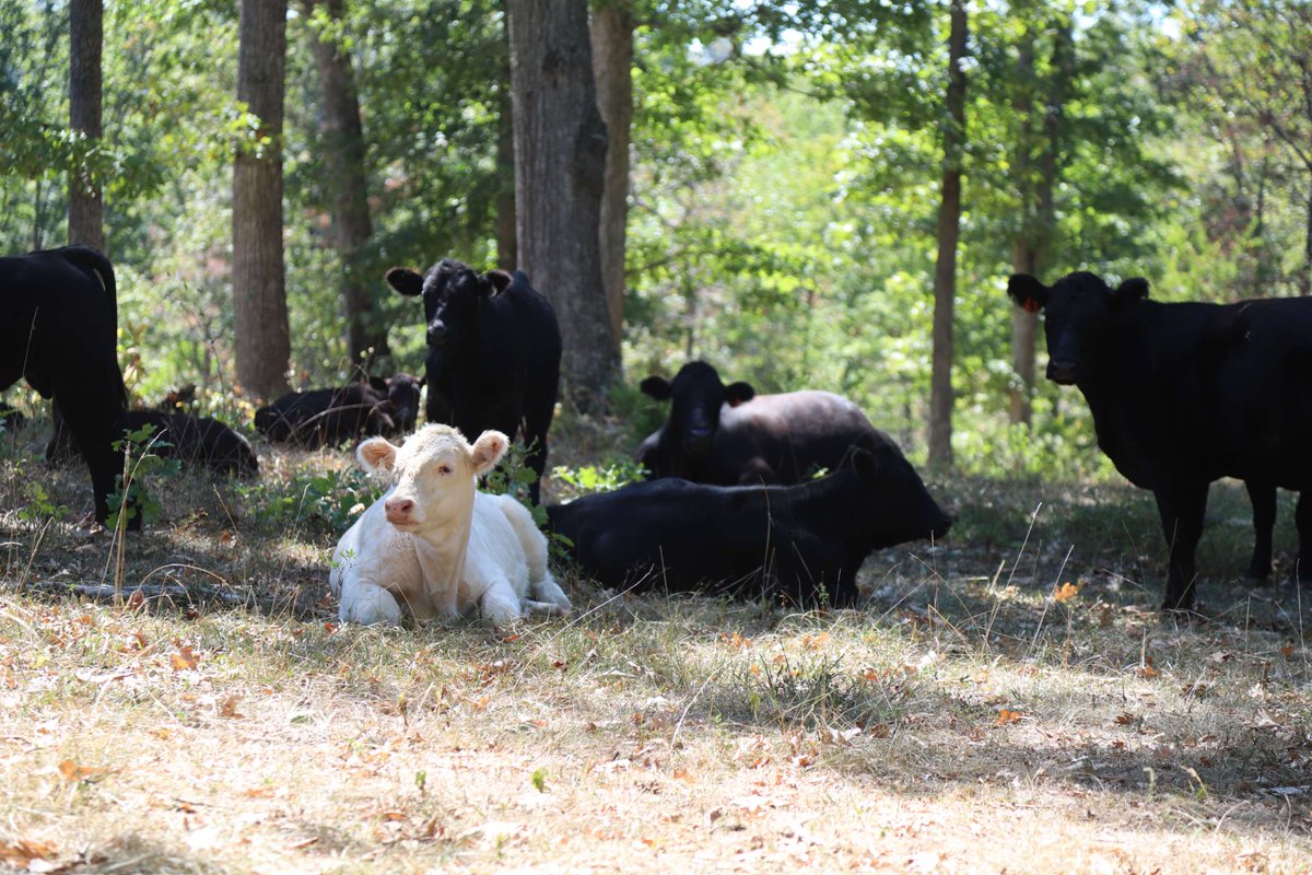 Fun Farm Fact: #Cattle prefer temperatures between 40-70 degrees. When it gets🔥, you'll find them heading for the shade of a🌳, a well-ventilated barn, and the💦trough!
