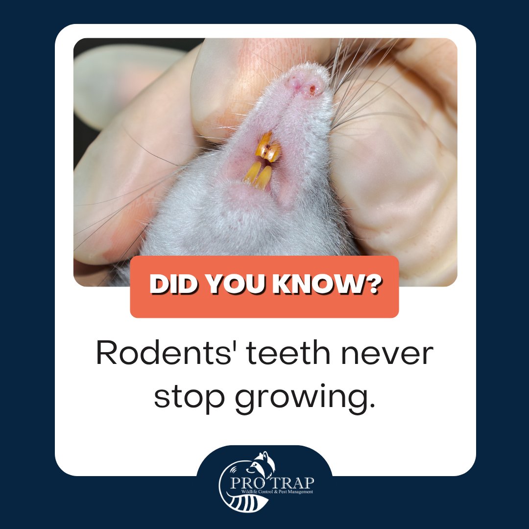 Rodents' teeth grow continuously, leading them to chew on your belongings.
Stop the damage with Pro Trap.

📞 (226) 350-7378

#RodentControl #ProTrap