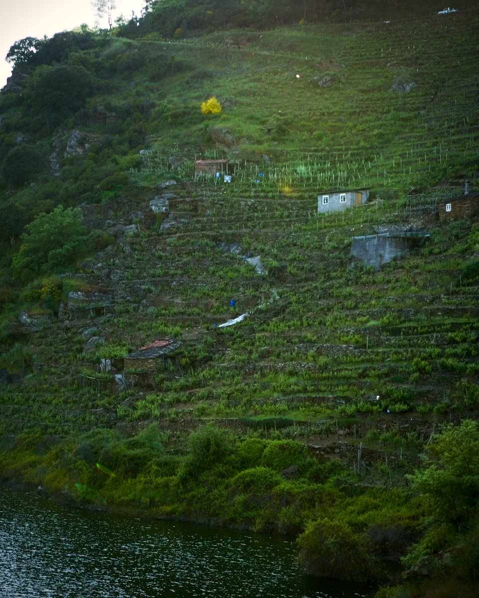 Onde a viña case toca o río, nace un viño que non se pode entender sen a súa paisaxe.
Bancais imposibles, pedra, suor e tempo.