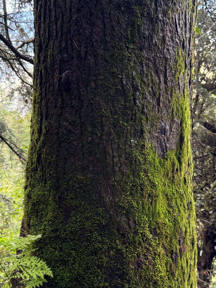 octopuswatch_1's tweet image. Walking in Uttarakhand