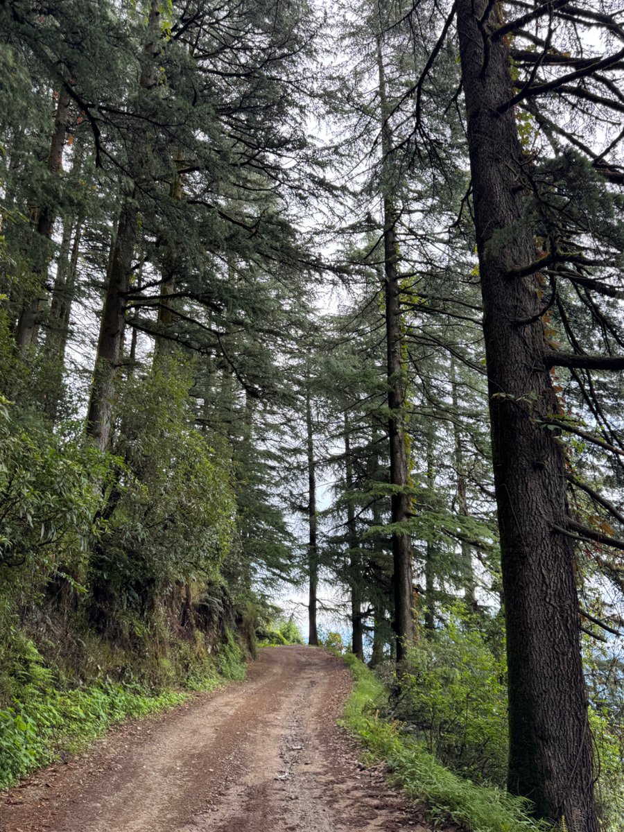 octopuswatch_1's tweet image. Walking in Uttarakhand