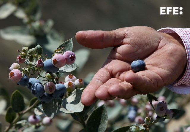 El proyecto GO Valueberry ha confirmado el perfil "nutracéutico excepcional" del arándano andaluz, conformado por un cóctel de compuestos bioactivos que refuerza su posición como alimento funcional y consolida su papel para prevenir enfermedades crónicas.