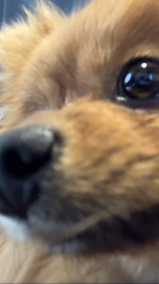 おやつもらってご機嫌🌻
#ポメラニアン #ぽめひま #ポメラニアン🌻