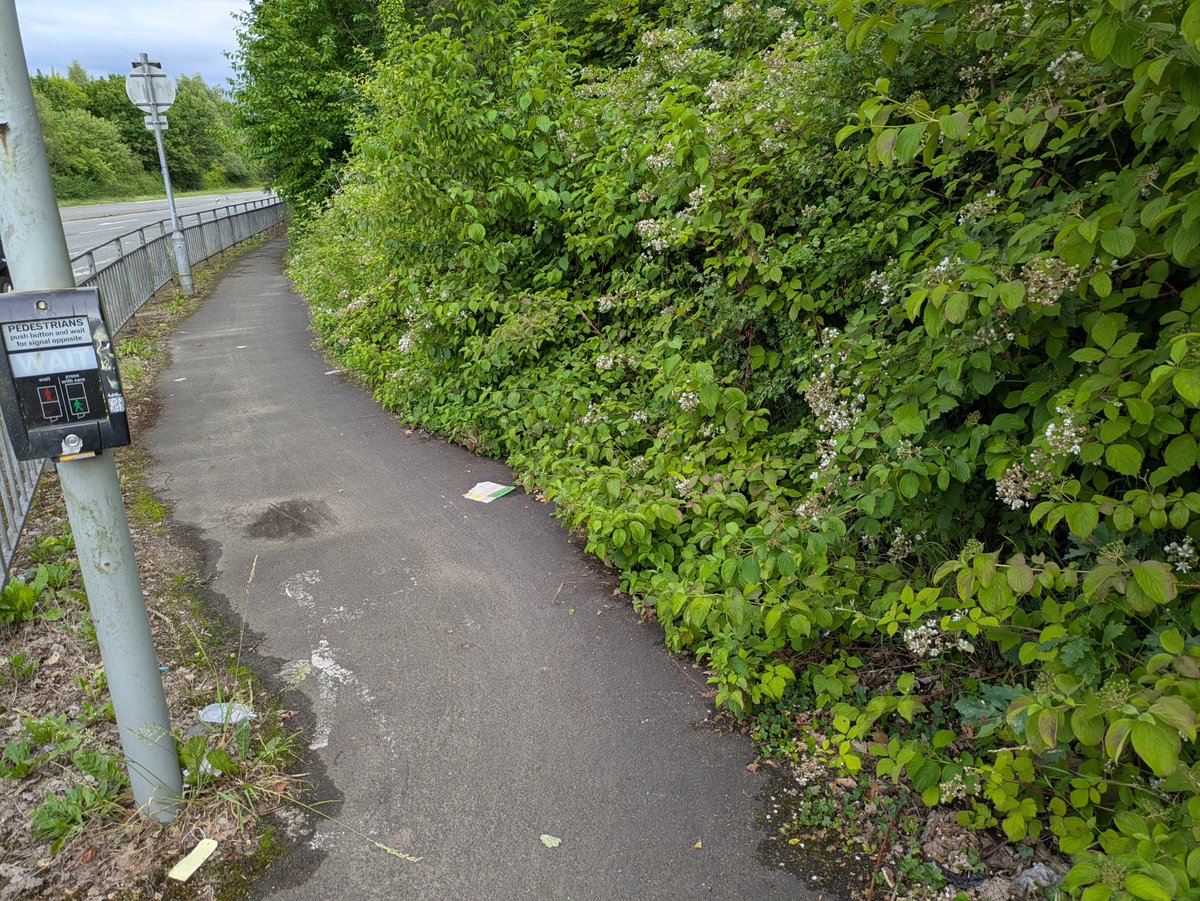 CycleWilmslow's tweet image. Another part of the shared use cycling and walking path alongside A538 (part of the Airport Orbital Cycleway and a @Sustrans route) in urgent need of maintenance/vegetation clearance by @ManCityCouncil . It&apos;s near M56 J6. 
@BeeNetwork @WalkRideGM