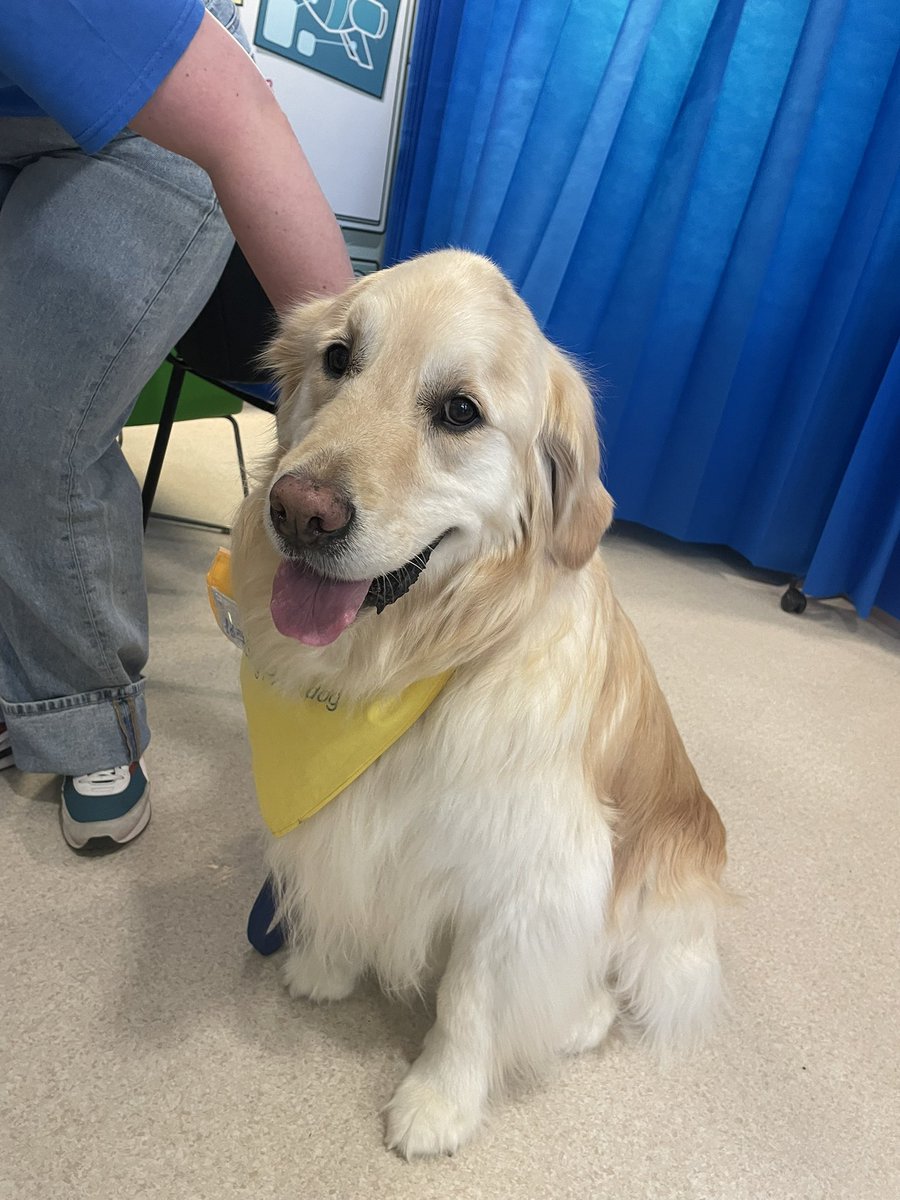Today we have the fluffiest visitor Hugo from <a href="/PetsAsTherapyUK/">Pets As Therapy</a> to see our children  🐾