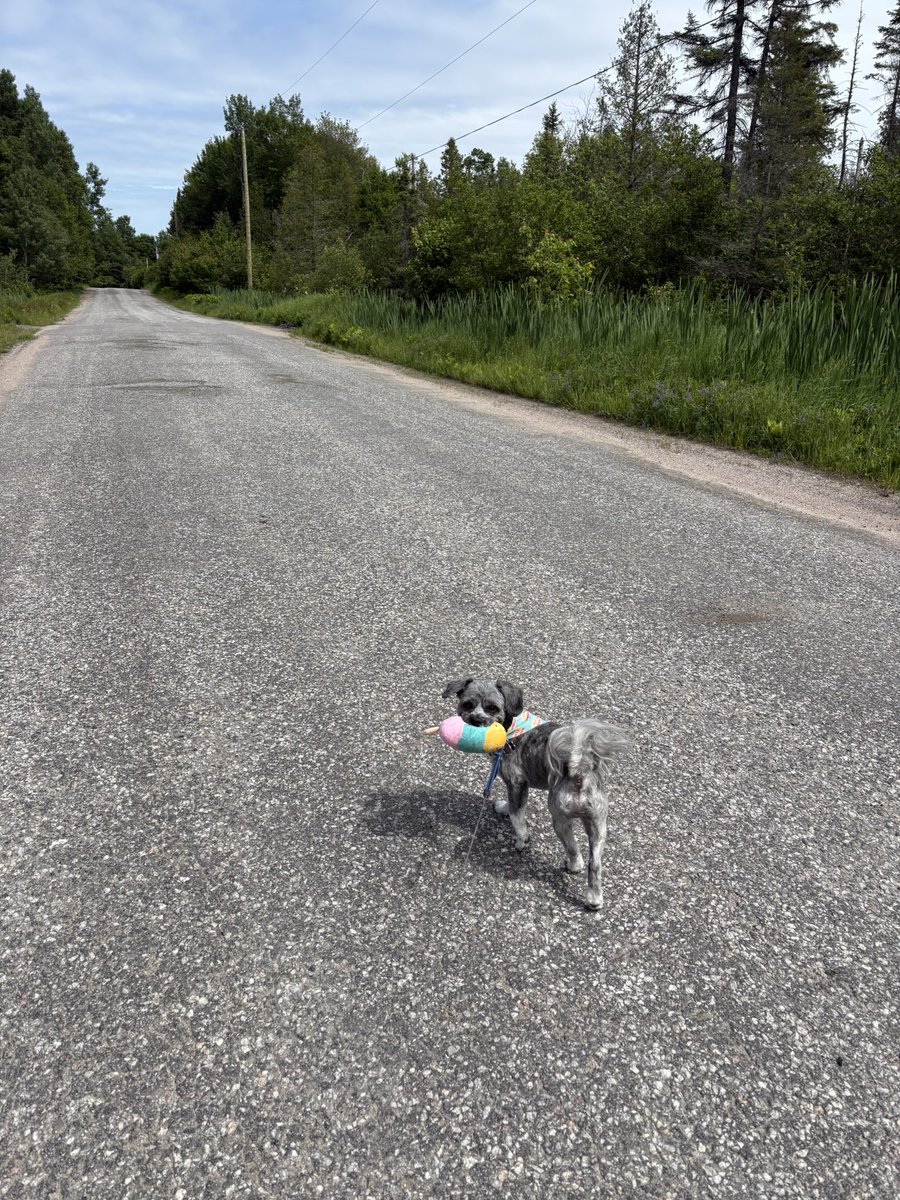 Good morning ☀️ 

My pup has found a new bestie in his popsicle toy. 🥰