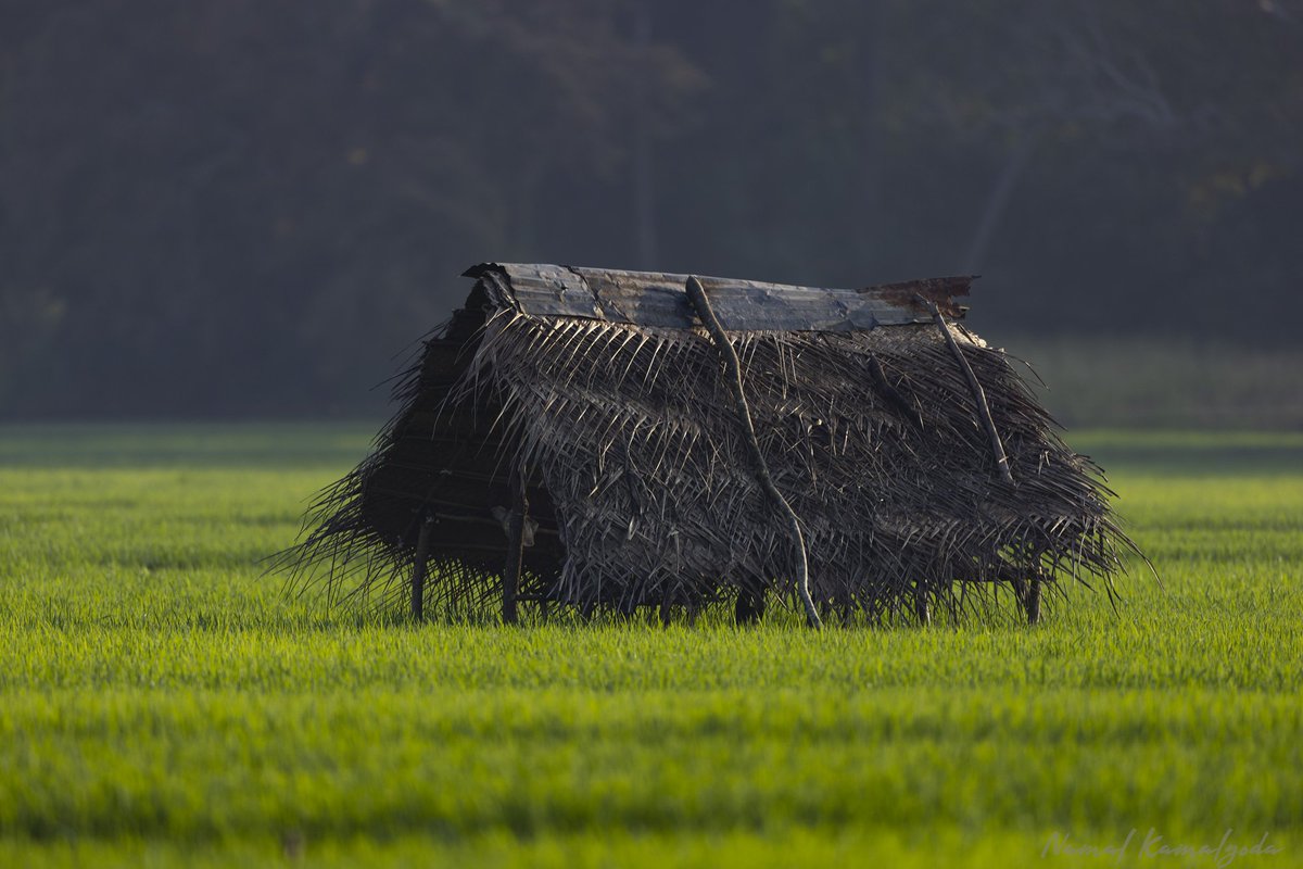 Namalkamalgoda's tweet image. All is not as calm as it seems. This is a hut set up to watch for crop raiding elephants. Front line of the Human Elephant Conflict. 

#srilanka #humanelephantconflict #hec #watchhut #wilpattu #canonwildlife