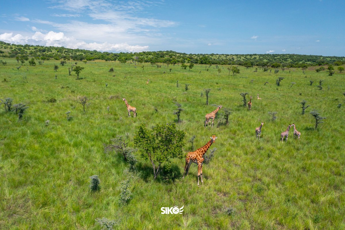 dickson_siko's tweet image. Uganda’s untamed NorthEast, Pian Upe Game Reserve, one of Uganda’sc largest and most breathtaking protected areas. #SikoIsHere #DronesForGood #ExploreUganda #VisitUganda 
@TellYourStoryUg @ExploreUganda @ugwildlife 
📸 @SikoConsultsLtd