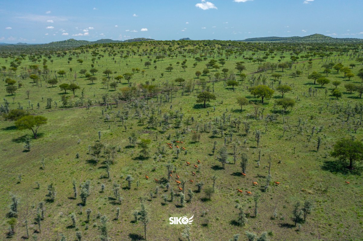 dickson_siko's tweet image. Uganda’s untamed NorthEast, Pian Upe Game Reserve, one of Uganda’sc largest and most breathtaking protected areas. #SikoIsHere #DronesForGood #ExploreUganda #VisitUganda 
@TellYourStoryUg @ExploreUganda @ugwildlife 
📸 @SikoConsultsLtd