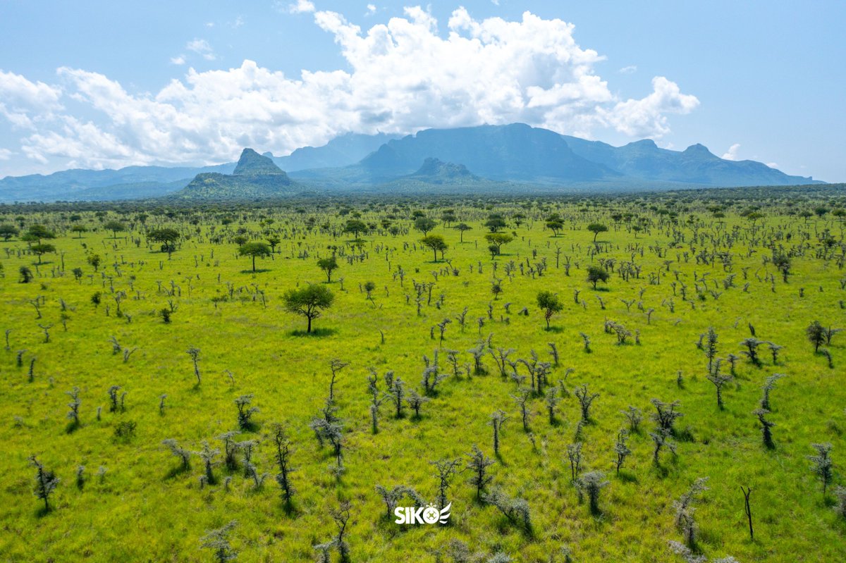 dickson_siko's tweet image. Uganda’s untamed NorthEast, Pian Upe Game Reserve, one of Uganda’sc largest and most breathtaking protected areas. #SikoIsHere #DronesForGood #ExploreUganda #VisitUganda 
@TellYourStoryUg @ExploreUganda @ugwildlife 
📸 @SikoConsultsLtd