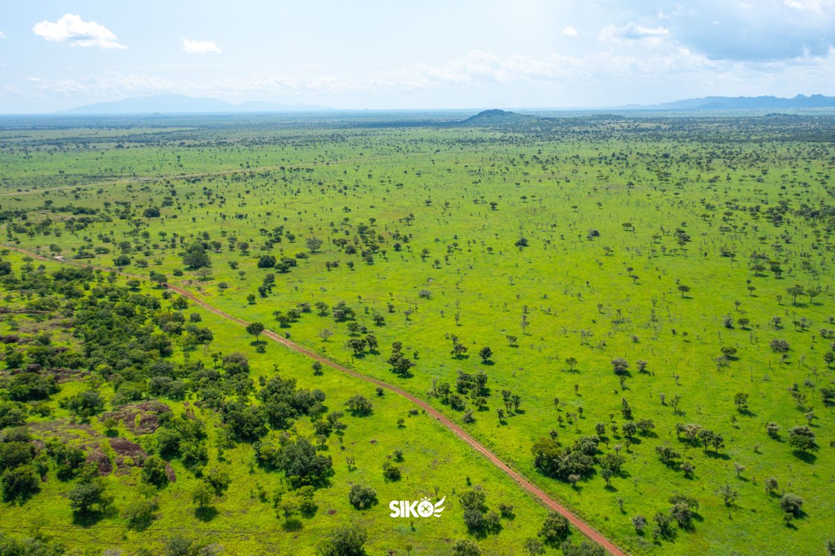 dickson_siko's tweet image. Uganda’s untamed NorthEast, Pian Upe Game Reserve, one of Uganda’sc largest and most breathtaking protected areas. #SikoIsHere #DronesForGood #ExploreUganda #VisitUganda 
@TellYourStoryUg @ExploreUganda @ugwildlife 
📸 @SikoConsultsLtd