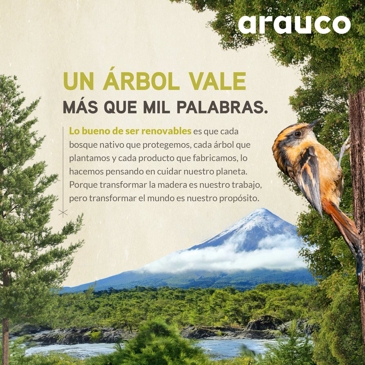 🌎 🌳 #DíaMundialDelÁrbol Lo Bueno de Ser Renovables es que plantamos millones de árboles cada año y conservamos miles de hectáreas de bosque nativo, capturando CO2 y protegiendo la biodiversidad del planeta.

¡Hoy celebramos este símbolo de vida, biodiversidad y armonía con la