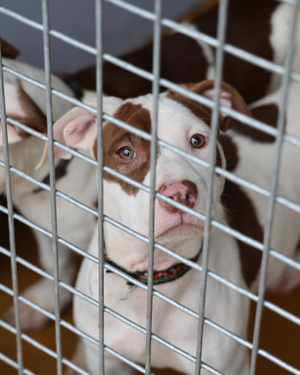 Ce samedi 28 juin marque la Journée mondiale de lutte contre l’abandon. Une journée symbolique pour toutes les associations de protection animale qui s’apprêtent, une fois de plus, à affronter un été sous haute tension.

Cette date n’a pas été choisie au hasard : elle tombe à