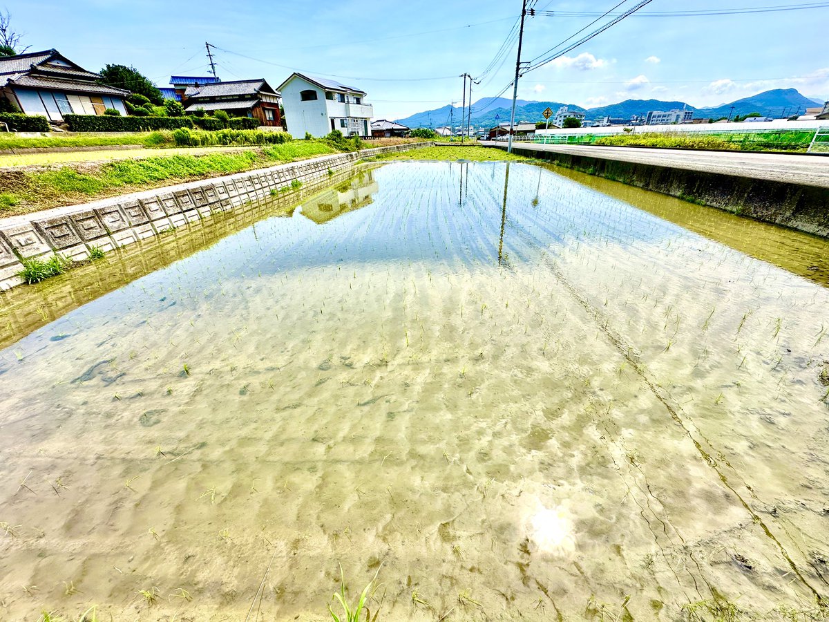 angruaminzoku's tweet photo. 今日は
田んぼに水を入れ、
塩漬けした梅を干し、
夕刻には秋田へ。

自然と向き合い、土地と向き合い、人と向き合う楽しい毎日です😊 https://t.co/3xsYxkNLM1