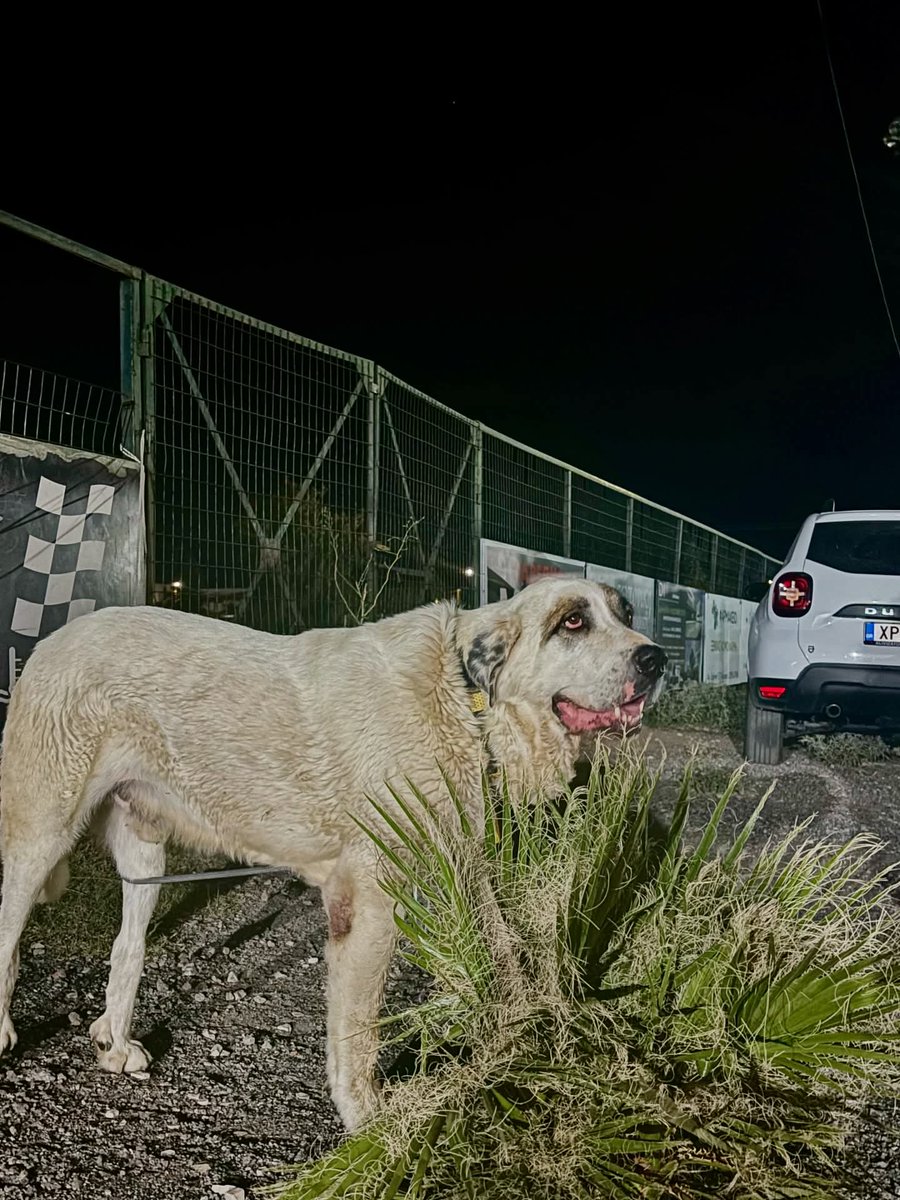 Νέο update από Dog's Voice ‼️ 
O κούκλος μεταφέρθηκε σε πανσιόν καθώς δεν αναζητήθηκαν ούτε φέρει αριθμό microchip. Ας του βρούμε υπεύθυνο κηδεμόνα. Αξίζει μια δεύτερη ευκαιρία. Επικοινωνία μέσω της πλατφόρμας της Dog's Voice.