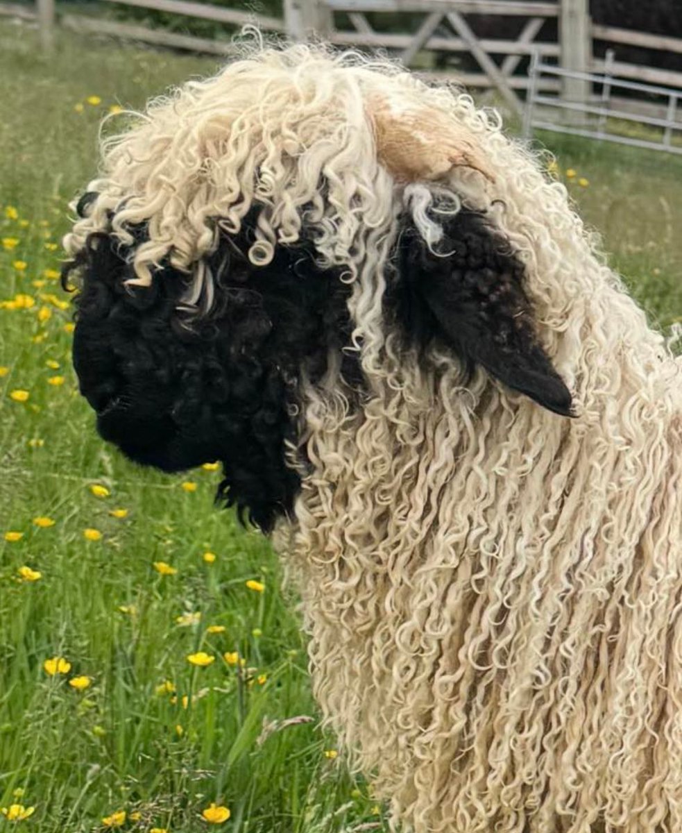 Wool makes the ideal base to create products with natural stretch &amp; recovery due to the fibres natural crimp. The lustre &amp; colour variations also add to wool's versatility in creating products.

Do you have a commercial innovation?
See link for details  innovationinwool.com