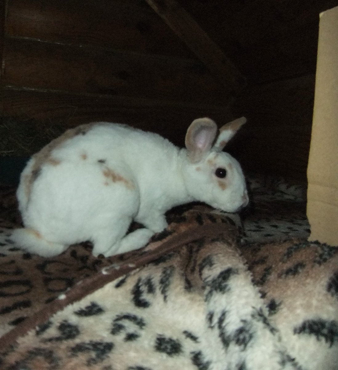 A quick update about new girl, Cherry Blossom. The most recent arrival here at the sanctuary, the formerly unwanted Easter bunny who's now very welcome here with us and much loved and wanted. 

Blossom is doing really well. She's putting on weight fast and really starting to