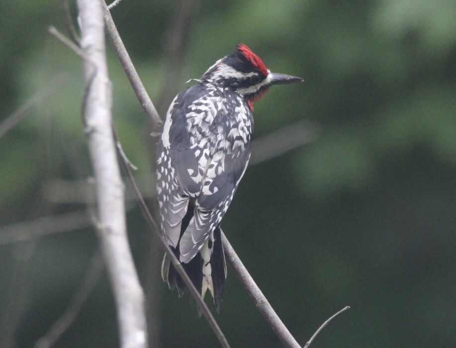 CatharineYogi's tweet photo. My Yellow Bellied Sapsucker pausing between suet collection! Love the red highlights, almost like a little red beard β€οΈ #sapsucker #yellowbelliedsapsucker #birds #birdphotography #BirdTwitter #BirdsofTwitter #TwitterNatureCommunity #TwitterNaturePhotography β€οΈ https://t.co/Ba00jfmnS2