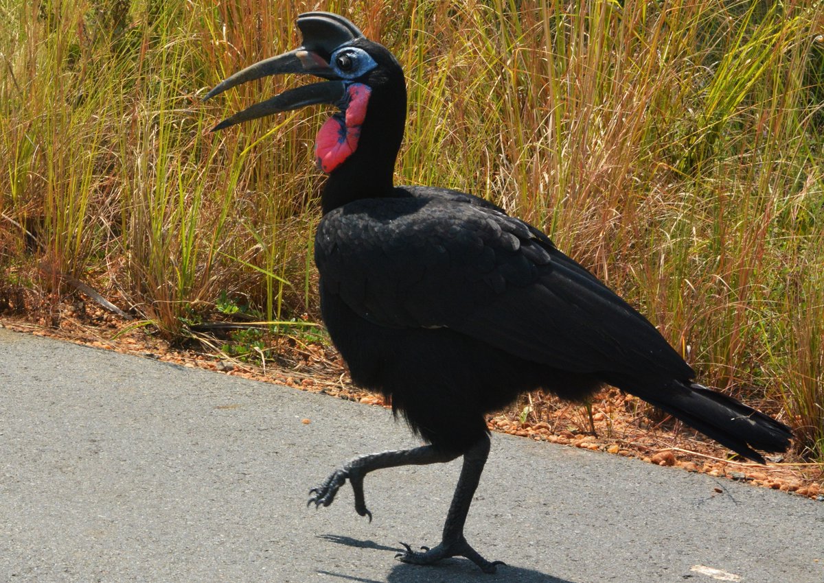 nbiweb's tweet image. #WorldTourismDay
1,000 reasons to visit Nile Basin:
🐊 Rare wildlife e.g Nile lechwe, hippo, Nile crocodile
🦓 Epic mammal migrations
🪶 Sudd wetlands — bird haven
🌊 Victoria, 2nd largest freshwater lake
🦍 100s of endemic creatures👇from Gitega to Giza.
nilebasin.org