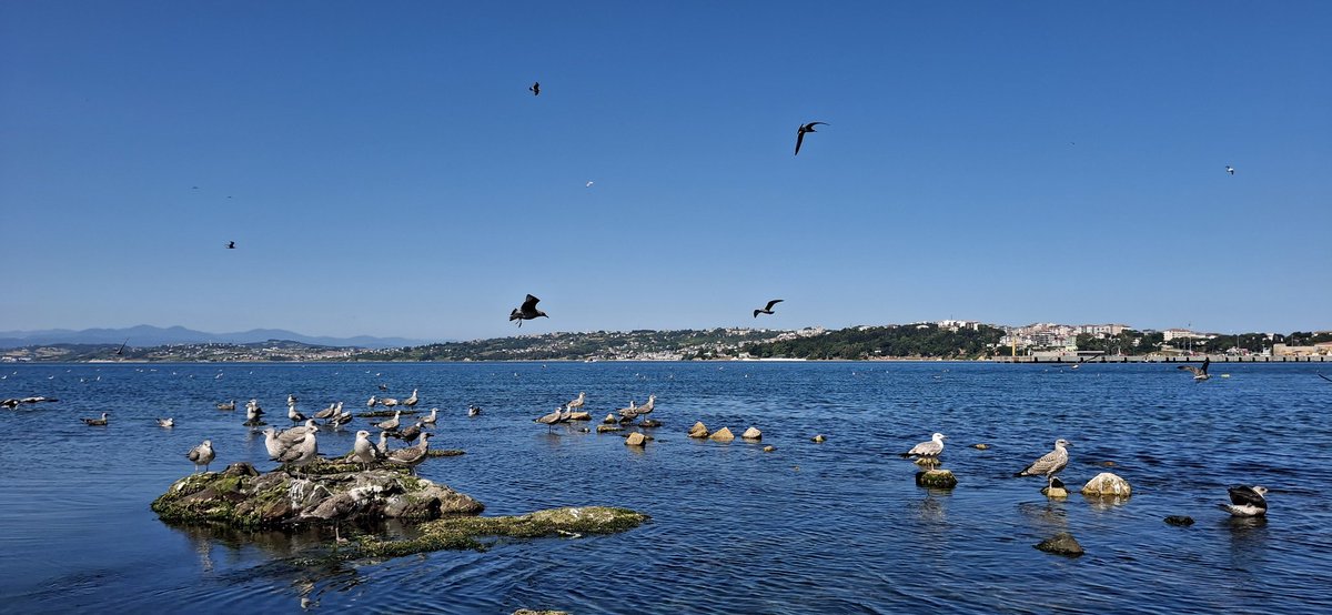 aknkrbs's tweet photo. Gulls https://t.co/SvUxJKe41J