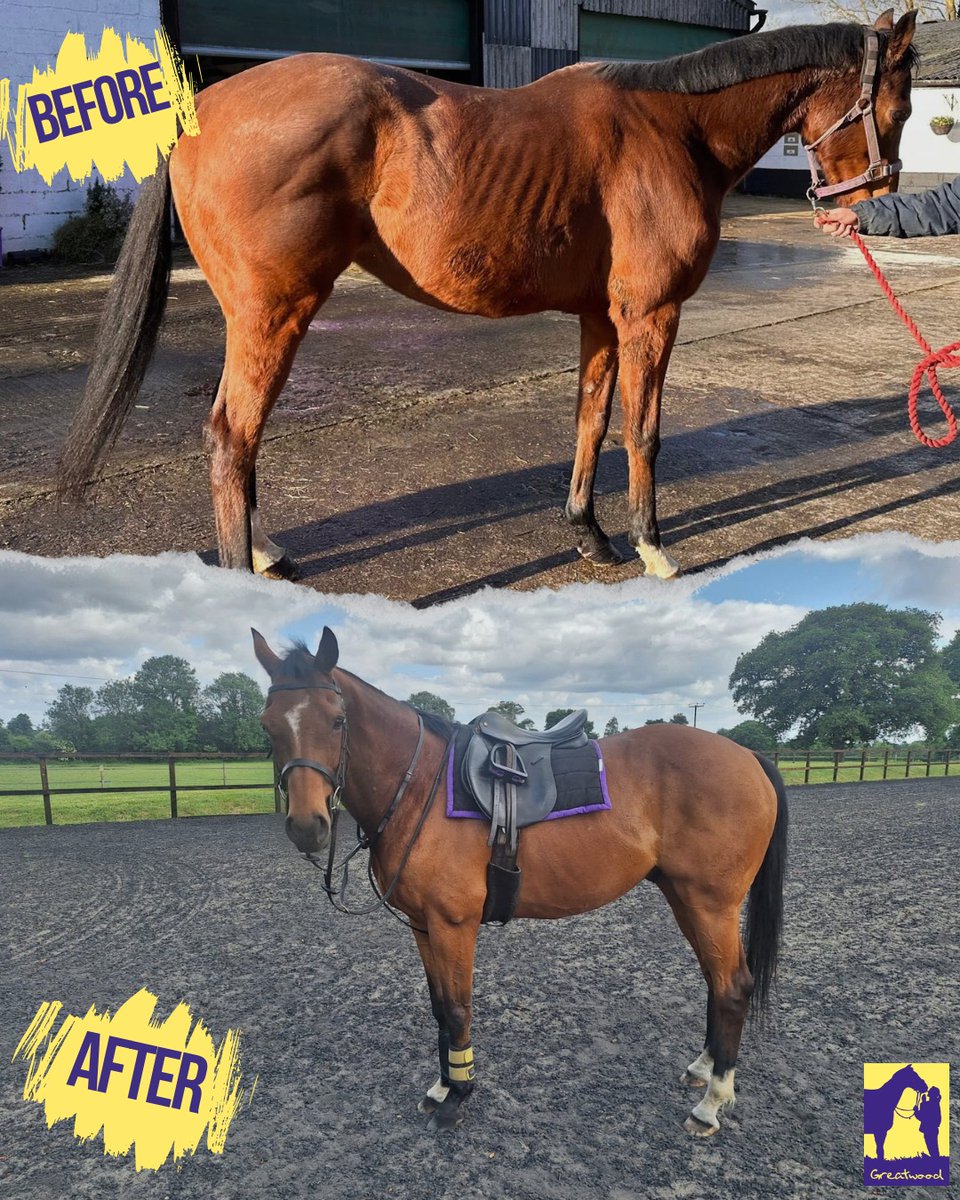 Greatwood Charity (@greatwoodhorses) on Twitter photo Seeing the transformation of Baz definitely gives us that #FridayFeeling
14 year old Baz is 15h3" and available for rehoming now - a kind, true and genuine gentleman in all respects.
Good in traffic and to shoe.
Looking for a light-weight hacking home
info@greatwoodcharity.org Seeing the transformation of Baz definitely gives us that #FridayFeeling
14 year old Baz is 15h3" and available for rehoming now - a kind, true and genuine gentleman in all respects.
Good in traffic and to shoe.
Looking for a light-weight hacking home
info@greatwoodcharity.org