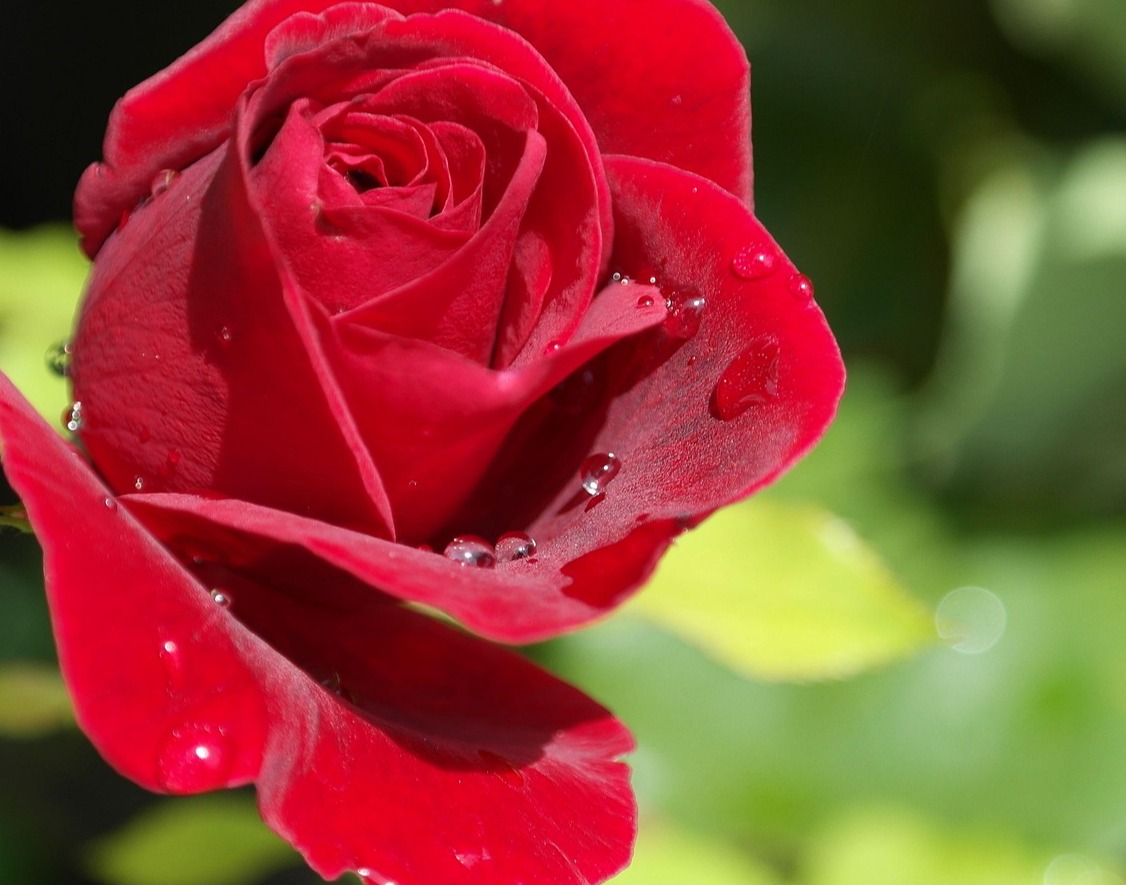 Happy Friday! Remember to stop and smell the roses, even when it's raining.