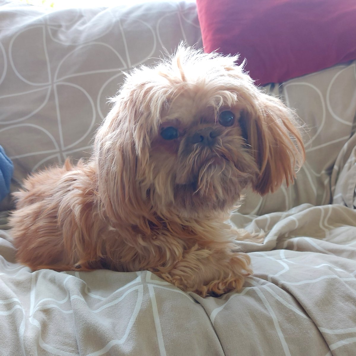 🏡 Foster Friday - Poppy 🏡
Sweet Poppy enjoys relaxing with her foster carer on an evening 🥰 At 10-years-old she is still an active girl who enjoys quiet walks and happily goes out and about in the car. Poppy will surely make loving companion for her forever family 💛