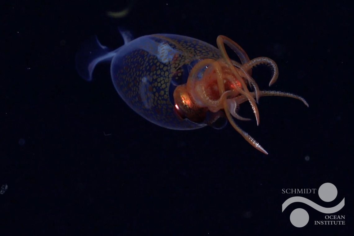Mosa Mack Science (@mosamack) on Twitter photo For the first time, scientists filmed a colossal squid in the wild.
Captured near Antarctica by <a href="/SchmidtOcean/">Schmidt Ocean</a>.
🦑 One of the ocean’s biggest mysteries, revealed.
Read more here: hubs.ly/Q03mS6BB0 For the first time, scientists filmed a colossal squid in the wild.
Captured near Antarctica by <a href="/SchmidtOcean/">Schmidt Ocean</a>.
🦑 One of the ocean’s biggest mysteries, revealed.
Read more here: hubs.ly/Q03mS6BB0