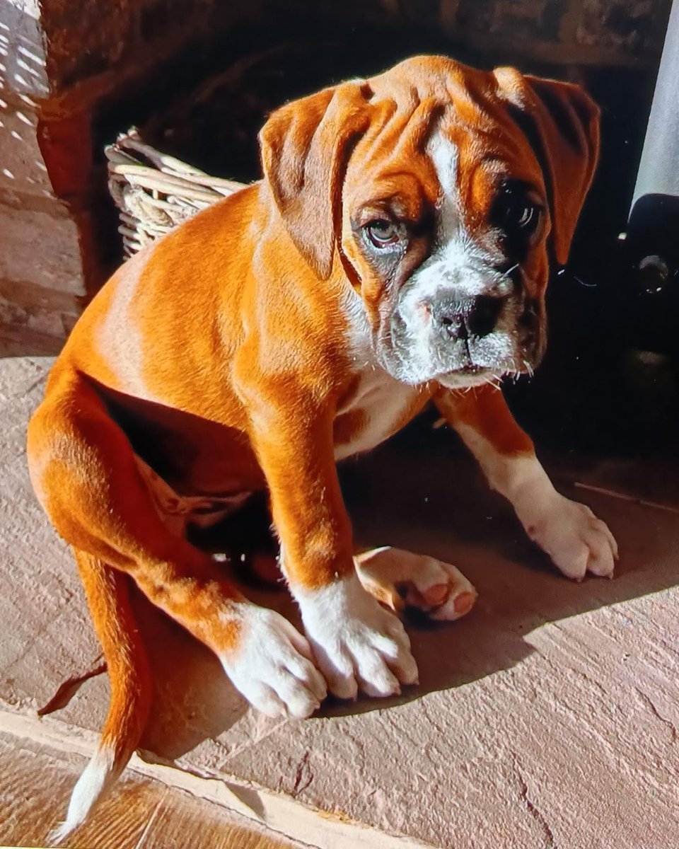 JobsAtStockport's tweet photo. Happy #FourLeggedFriday from Elsie the boxer puppy π she belongs to a Business Support Hub Manager, their favourite part of their job is working with colleagues across the council and the flexibility of hybrid working.
Apply now π https://t.co/MS3X2A1OUx https://t.co/1ICUrKG7tr
