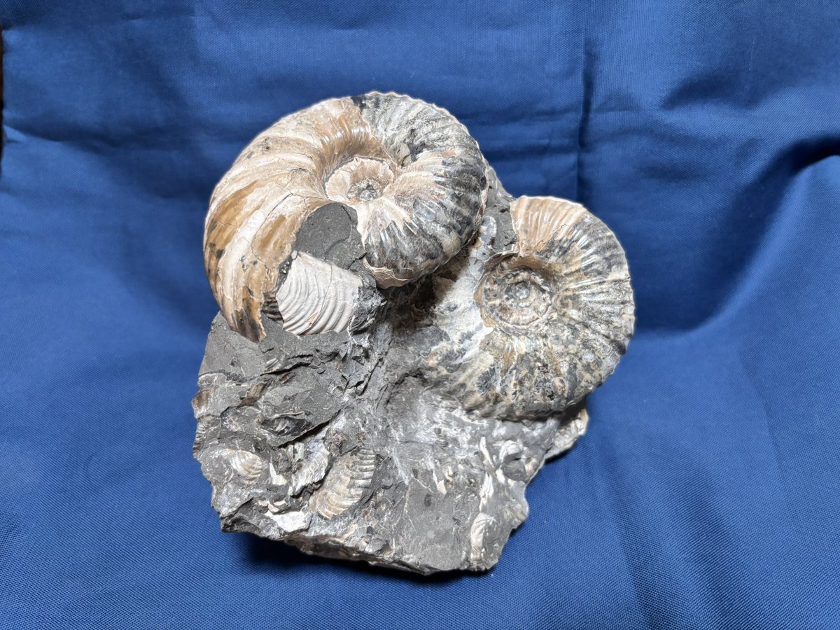 ⭐旧石器・化石⭐ 🪨⚒たけぼ〜 (@kuzuensis) / X