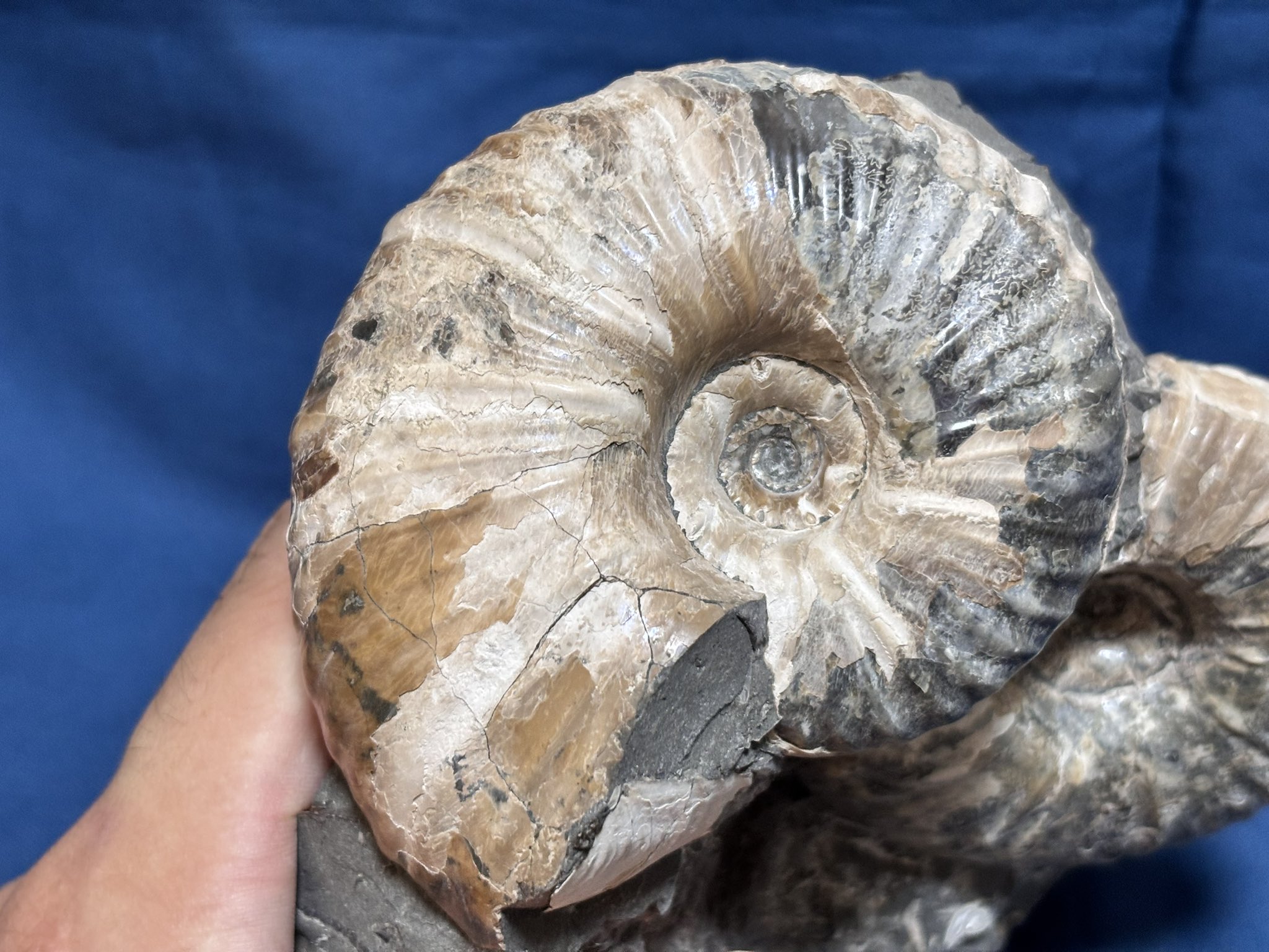 ⭐旧石器・化石⭐ 🪨⚒たけぼ〜 (@kuzuensis) / X