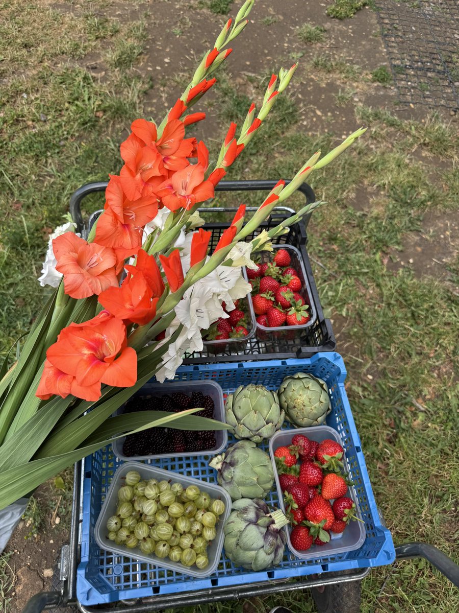Early morning PYO (no not my garden!)