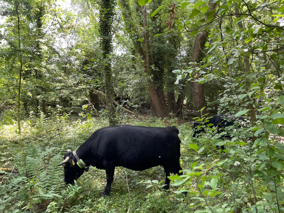 As part of our works to improve Ashford Warren nature reserve our small herd of Dexter cattle will be on site from the 1st July. 🐮

Please keep dogs on leads around the cattle, and give them space to carry out their work. 🌿💚

Visit Ashford Warren 👉 kentwildlifetrust.org.uk/nature-reserve…