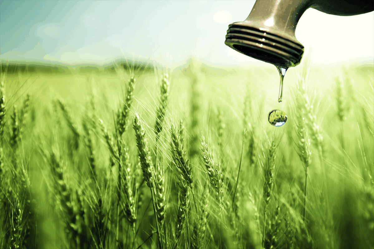 Despite ongoing weather challenges across Europe and beyond, the EU’s latest harvest forecasts offer a cautiously optimistic outlook. 

Check the full analysis now!
🔗 ow.ly/MXY350WhhUv

#EU #Harvest #Forecast #Wheatyield #Drought #Grainexports #Globalmarket