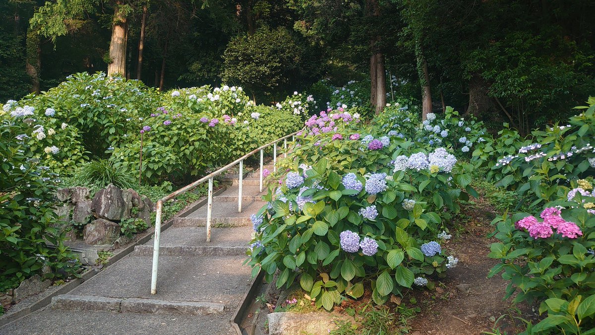 kibitsujinja's tweet image. 本日令和7年6月27日のアジサイです。
ピークは過ぎましたが、まだお楽しみいただけると思います。
きっと来年はもっと綺麗に咲いてくれることでしょう✨
#吉備津神社 #岡山 #アジサイ #あじさいの咲く神社