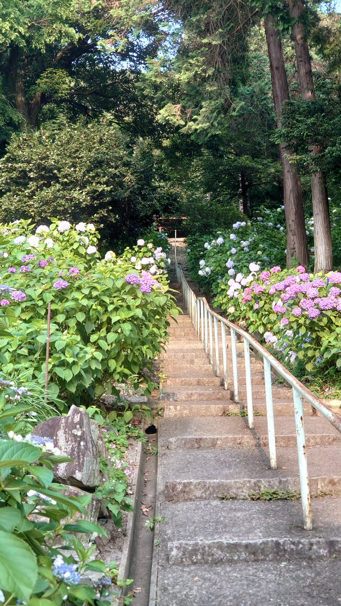 kibitsujinja's tweet image. 本日令和7年6月27日のアジサイです。
ピークは過ぎましたが、まだお楽しみいただけると思います。
きっと来年はもっと綺麗に咲いてくれることでしょう✨
#吉備津神社 #岡山 #アジサイ #あじさいの咲く神社