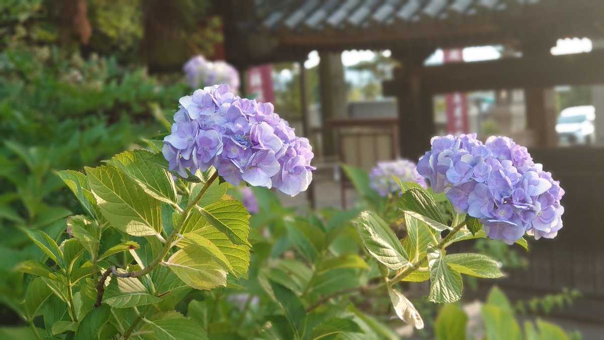 kibitsujinja's tweet image. 本日令和7年6月27日のアジサイです。
ピークは過ぎましたが、まだお楽しみいただけると思います。
きっと来年はもっと綺麗に咲いてくれることでしょう✨
#吉備津神社 #岡山 #アジサイ #あじさいの咲く神社