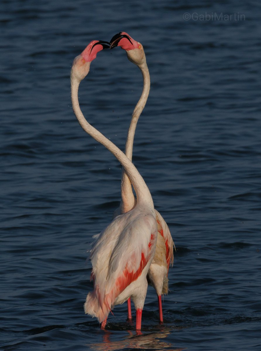avesibericas's tweet photo. No me canso de decirlo: la naturaleza es la terapia más potente, y la tenemos ahí, a nuestro alrededor. Sólo es necesario valorar sus detalles, sus momentos.
Estos flamencos nunca sabrán que me hicieron feliz con sus juegos y carantoñas https://t.co/kmp1ShY2Gc