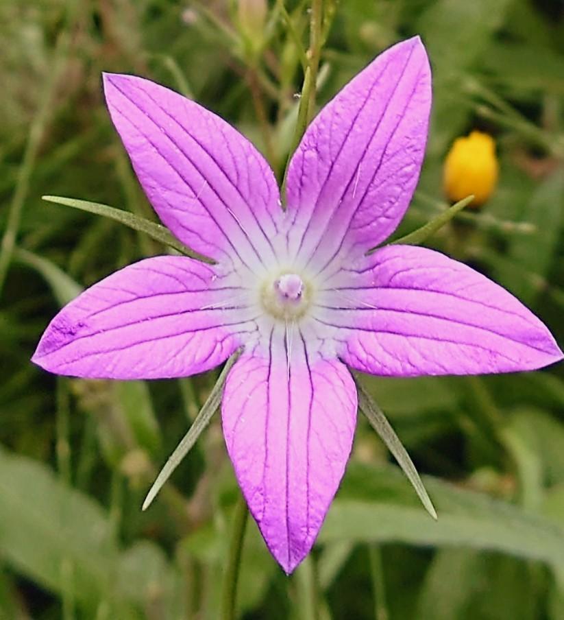 La fleur du jour, Campanule étalée