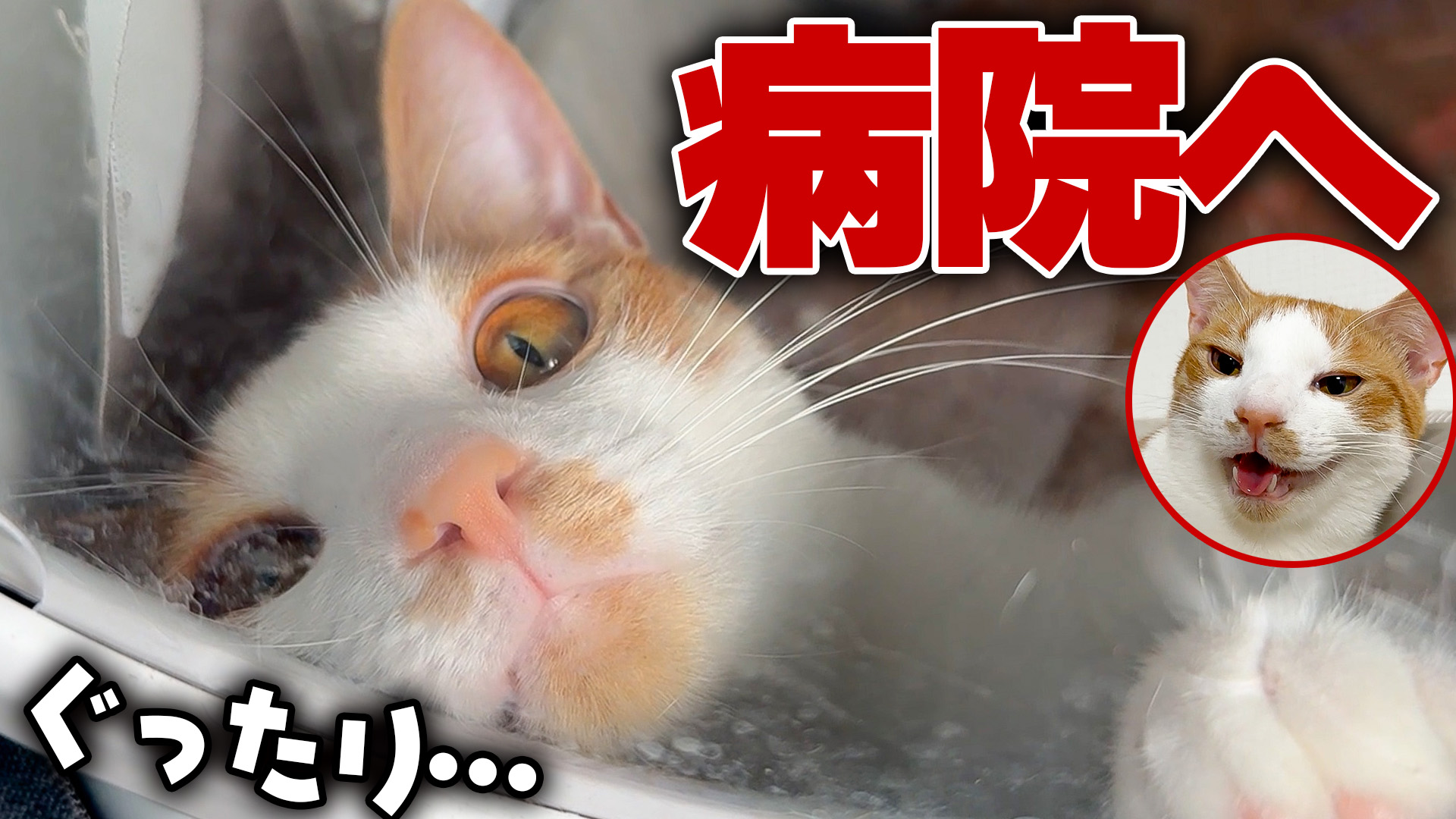あいと 愛猫の治療費のために出品中 Amazon.co.jp: 猫一番 栄養学専門の獣医師監修 国産 無添加 食欲