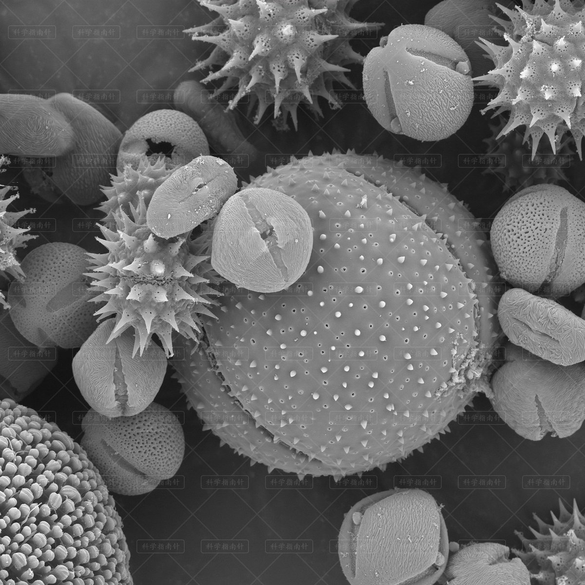 ScivisGuide's tweet photo. #SciArt
Black &amp; white SEM → Full color pop

We colorized this SEM image of pollen grains to reveal the microscopic beauty hiding in plain sight.

#SEM #ElectronMicroscopy #ScientificIllustration  #ScienceVisualization #Pollen #ColorizedMicroscopy #SciComm  #ScienceArt https://t.co/KZsVzhxHAv