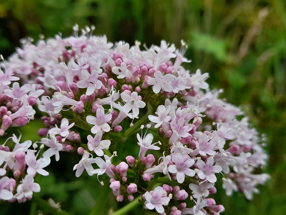 Natur Cymru (@naturcymru) on Twitter photo 5-13 July is Wales Nature Week! There’s a host of wonderful events all across Wales that you can get involved in – check them out here:
biodiversitywales.org.uk/Wales-Nature-W…
<a href="/WBP_wildlife/">Wales Biodiversity</a> 5-13 July is Wales Nature Week! There’s a host of wonderful events all across Wales that you can get involved in – check them out here:
biodiversitywales.org.uk/Wales-Nature-W…
<a href="/WBP_wildlife/">Wales Biodiversity</a>