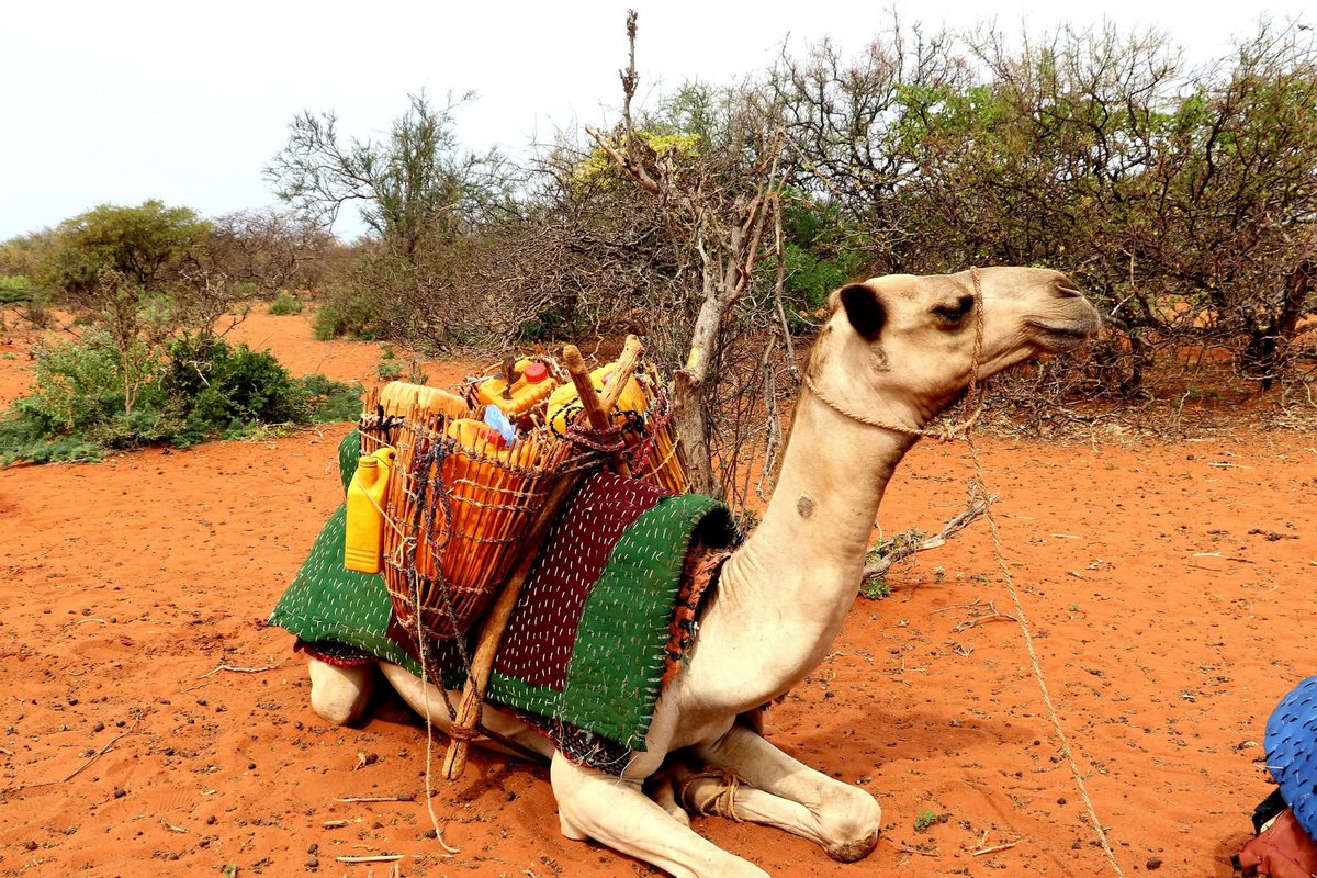 aminaakisho's tweet photo. Labi Calaanka ❤️🇸🇴
“Calanka waa wadnaha oo aan ka go’ayn.”
#Somalia #LoveSomalia #Pride #Calanka #🇸🇴 https://t.co/UTVVPi5VMw